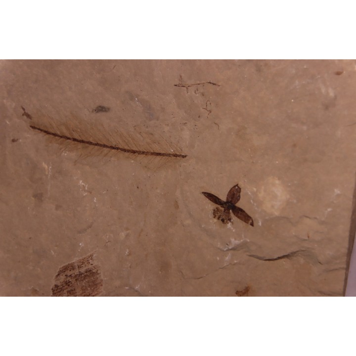 Fleur - eocene - green river fmt - Utah - USA