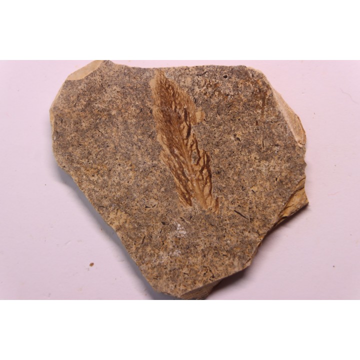 bird feather - stampien (oligocène)  Forcalquier area - (04)- France
