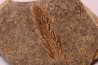 Plume d'oiseau - stampien (oligocène)  région de Forcalquier - (04)- France