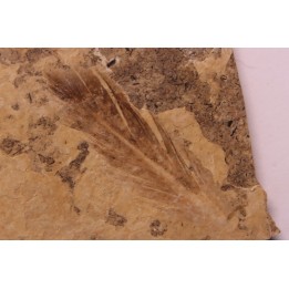 bird feather - stampien (oligocène)  Forcalquier area - (04)- France