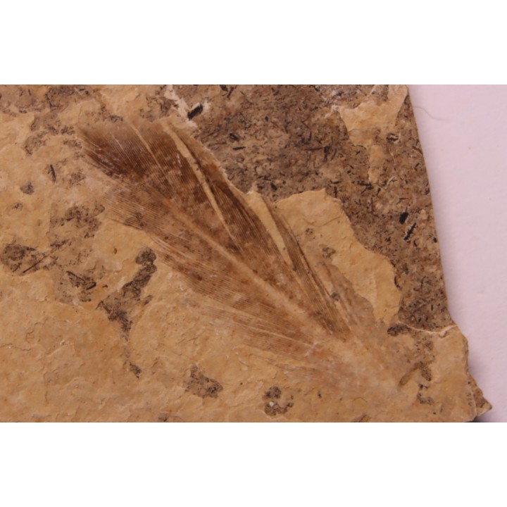 Plume d'oiseau - stampien (oligocène)  région de Forcalquier - (04)- France