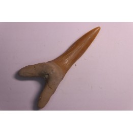 Scapanorhynchus rapax  Maastrichtian  Ben Guerir – MOROCCO