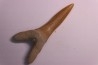 Scapanorhynchus rapax Maestrichtien Ben Guerir, Maroc