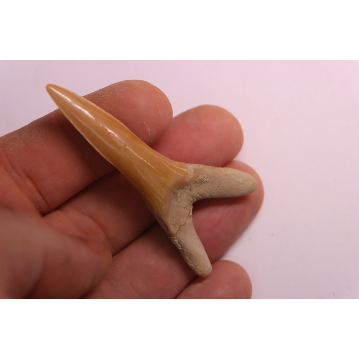 Scapanorhynchus rapax  Maestrichtien  Ben Guerir, Maroc