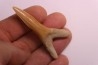 Scapanorhynchus rapax  Maastrichtian  Ben Guerir – MOROCCO