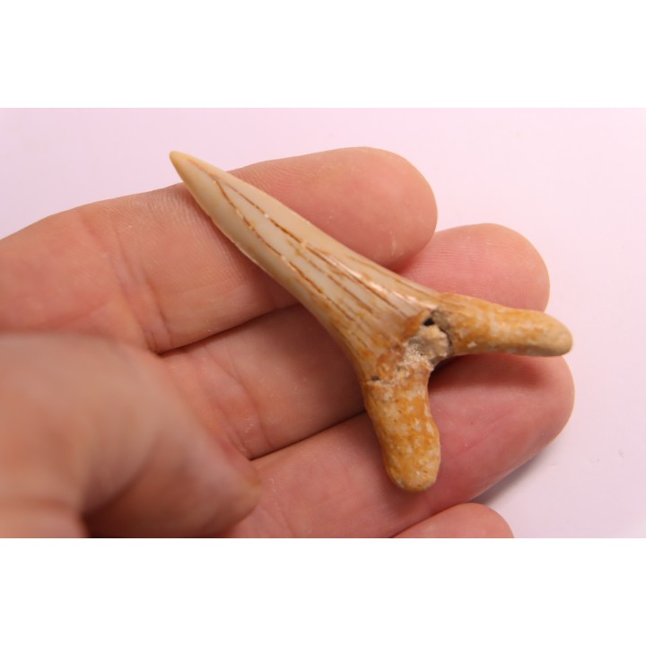 Scapanorhynchus rapax  Maastrichtian  Ben Guerir – MOROCCO