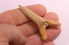 Scapanorhynchus rapax Maestrichtien Ben Guerir, Maroc