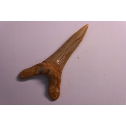 Scapanorhynchus rapax  Maestrichtien  Ben Guerir, Maroc