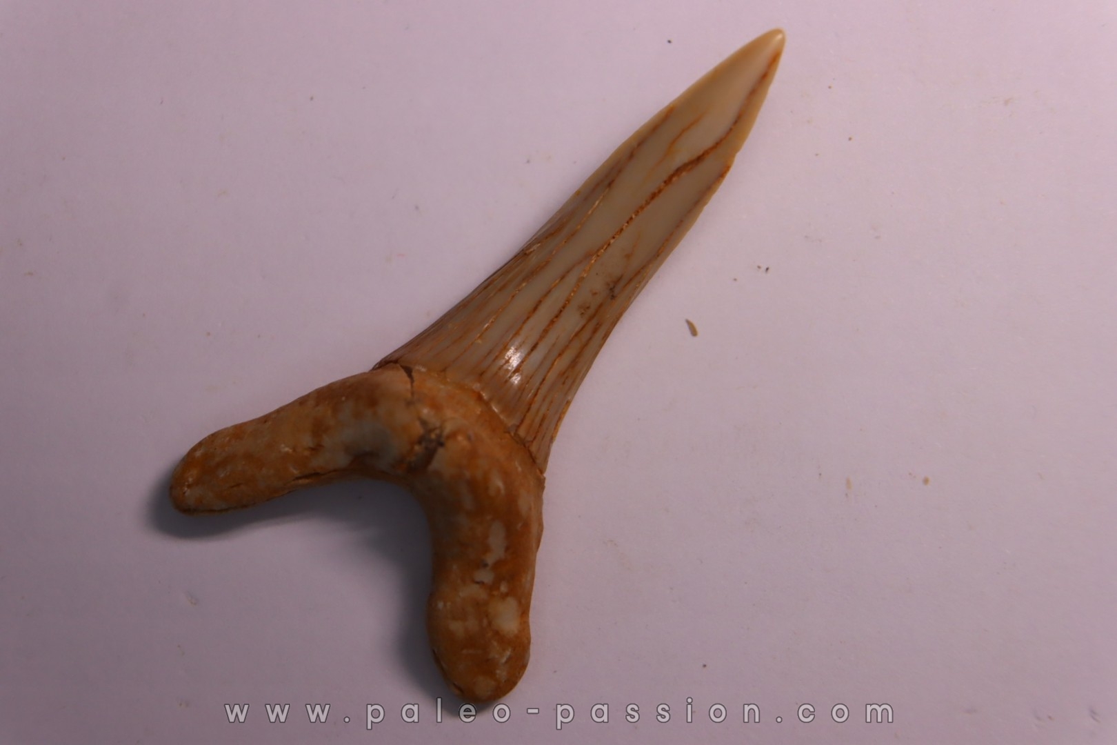 Scapanorhynchus rapax Maestrichtien Ben Guerir, Maroc