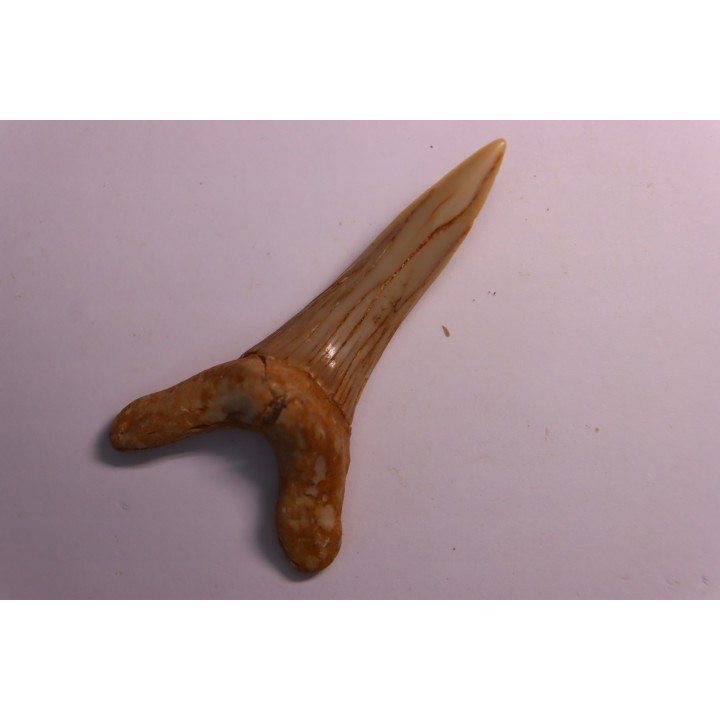 Scapanorhynchus rapax  Maestrichtien  Ben Guerir, Maroc