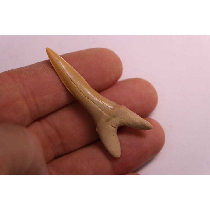 Scapanorhynchus rapax  Maestrichtien  Ben Guerir, Maroc