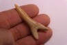 Scapanorhynchus rapax Maestrichtien Ben Guerir, Maroc