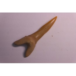 Scapanorhynchus rapax  Maestrichtien  Ben Guerir, Maroc