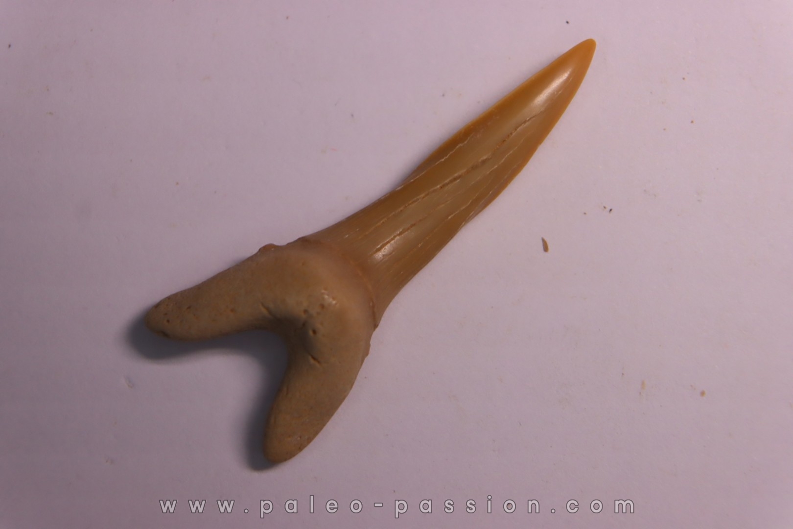 Scapanorhynchus rapax Maestrichtien Ben Guerir, Maroc