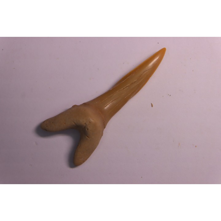 Scapanorhynchus rapax  Maastrichtian  Ben Guerir – MOROCCO
