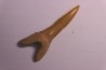 Scapanorhynchus rapax Maestrichtien Ben Guerir, Maroc