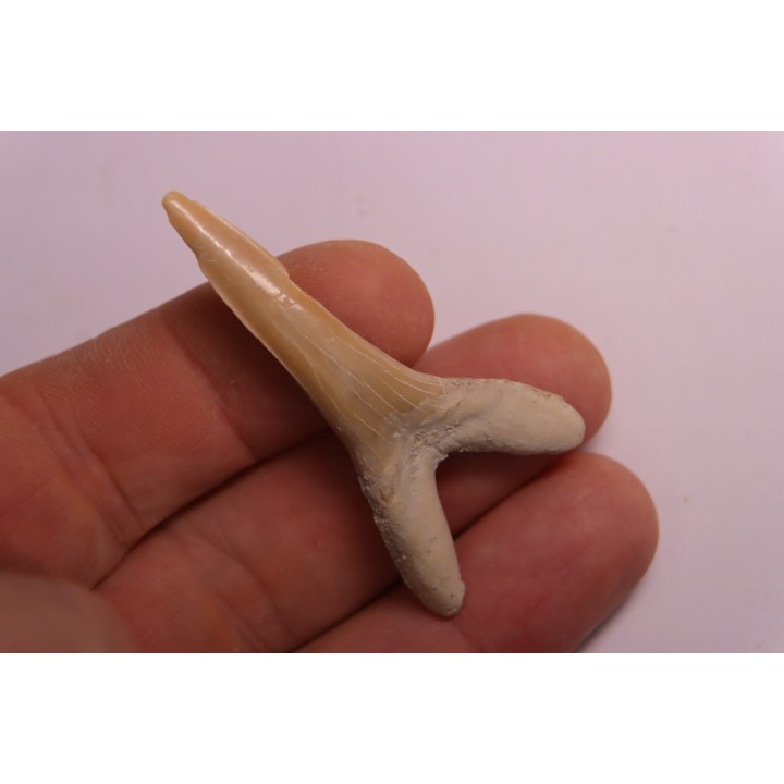 Scapanorhynchus rapax  Maestrichtien  Ben Guerir, Maroc