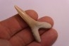 Scapanorhynchus rapax  Maastrichtian  Ben Guerir – MOROCCO