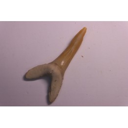 Scapanorhynchus rapax  Maastrichtian  Ben Guerir – MOROCCO