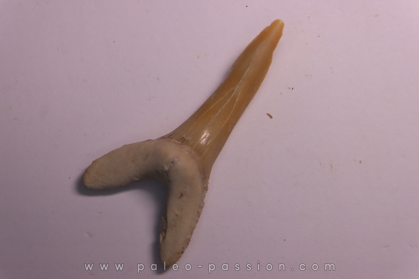 Scapanorhynchus rapax Maestrichtien Ben Guerir, Maroc