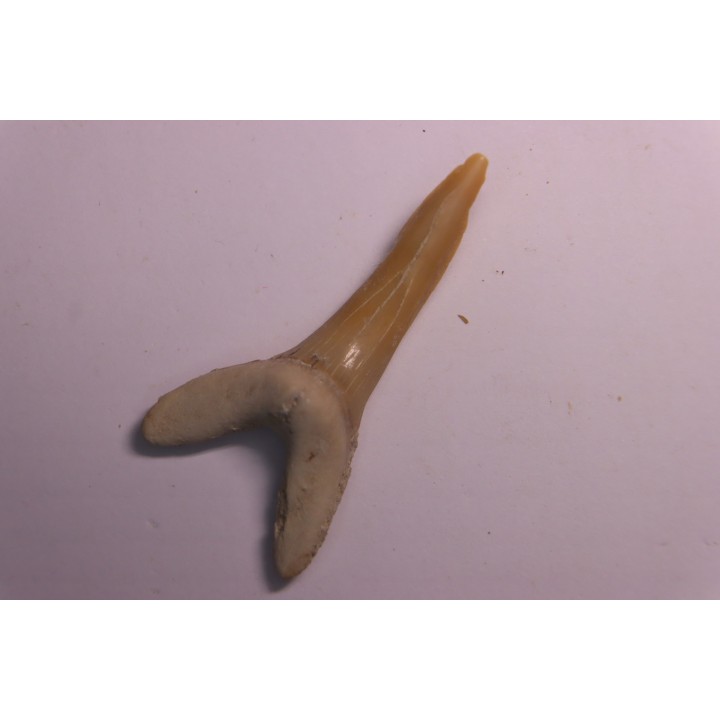 Scapanorhynchus rapax  Maastrichtian  Ben Guerir – MOROCCO