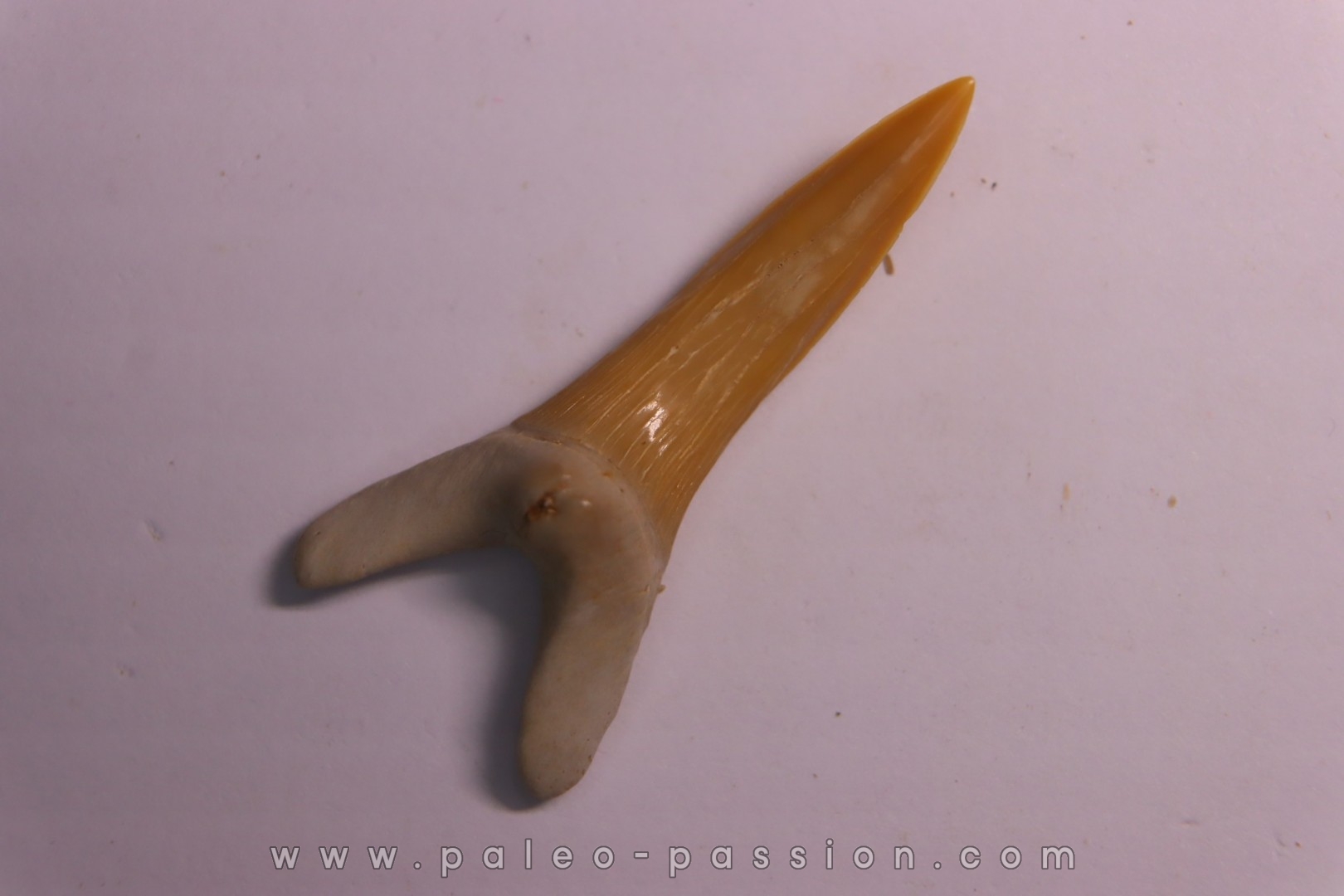 Scapanorhynchus rapax Maestrichtien Ben Guerir, Maroc