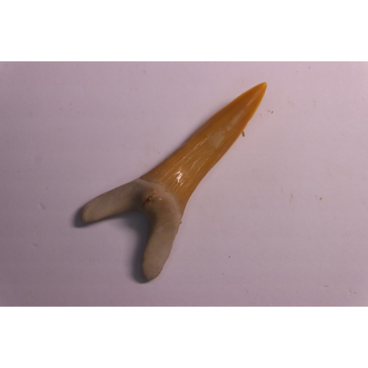 Scapanorhynchus rapax  Maestrichtien  Ben Guerir, Maroc