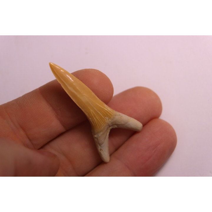 Scapanorhynchus rapax  Maestrichtien  Ben Guerir, Maroc