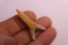 Scapanorhynchus rapax  Maastrichtian  Ben Guerir – MOROCCO