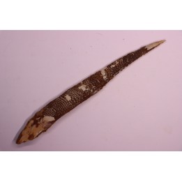 Asteracanthus ornatissimus  Cenomanian -  Kem Kem , begaa, Taouz area, MOROCCO