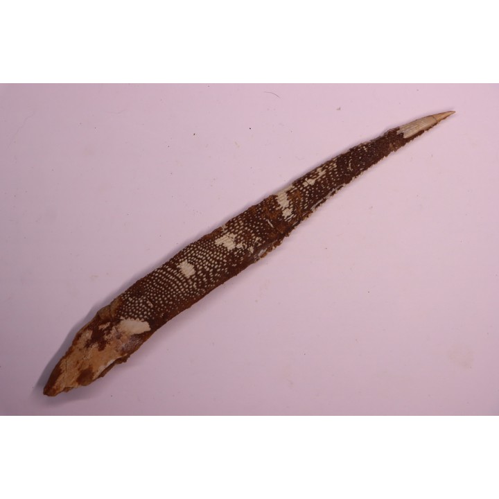 Asteracanthus ornatissimus  Cénomanien   Kem Kem , begaa prés de Taouz, MAROC