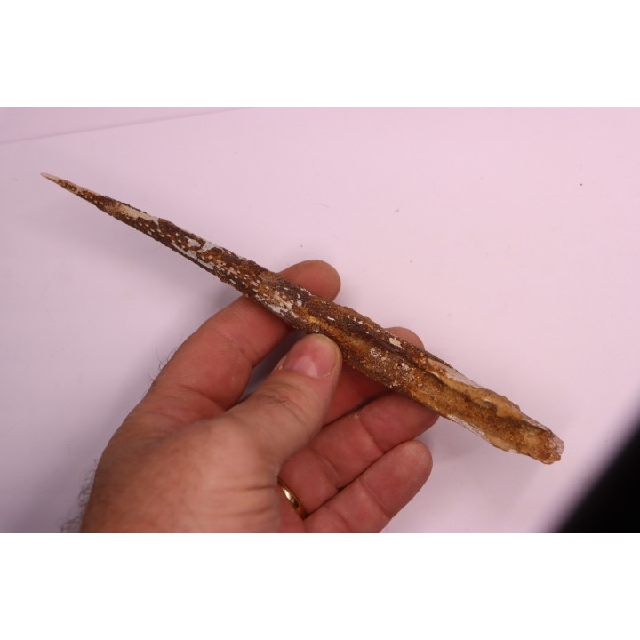 Asteracanthus ornatissimus  Cénomanien   Kem Kem , begaa prés de Taouz, MAROC
