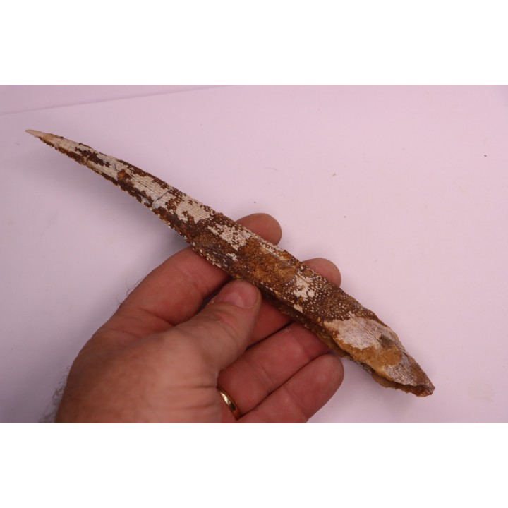 Asteracanthus ornatissimus  Cénomanien   Kem Kem , begaa prés de Taouz, MAROC