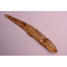 Asteracanthus ornatissimus  Cenomanian -  Kem Kem , begaa, Taouz area, MOROCCO