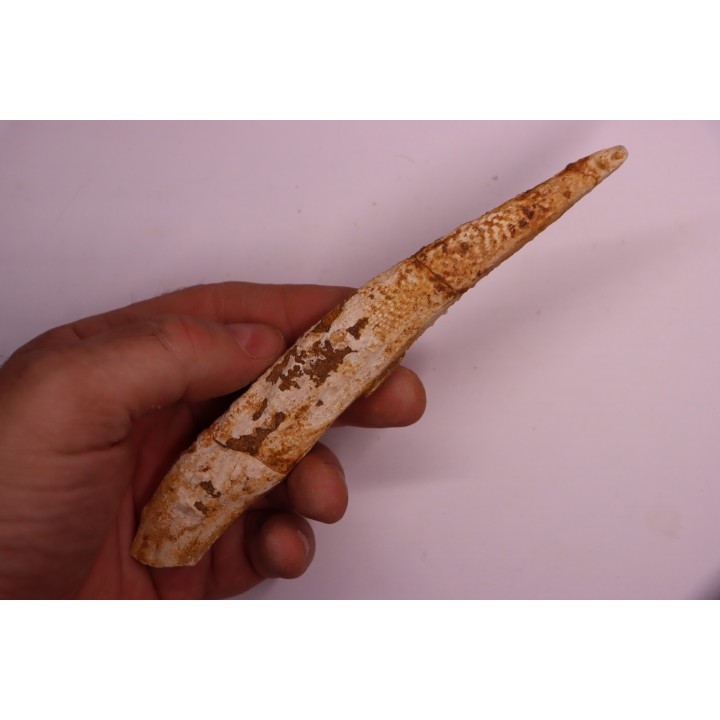 Asteracanthus ornatissimus  Cénomanien   Kem Kem , begaa prés de Taouz, MAROC