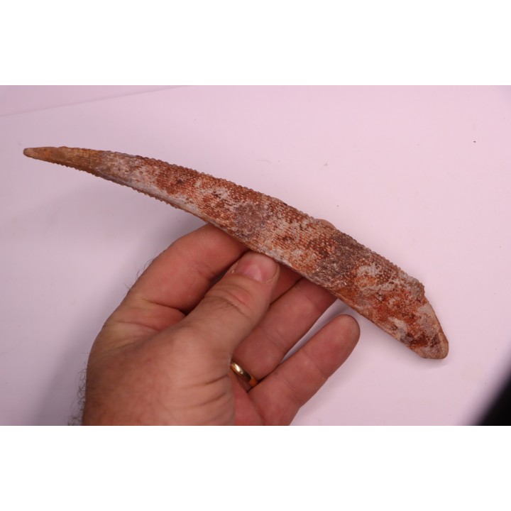 Asteracanthus ornatissimus  Cenomanian -  Kem Kem , begaa, Taouz area, MOROCCO