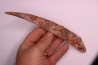 Asteracanthus ornatissimus  Cenomanian -  Kem Kem , begaa, Taouz area, MOROCCO