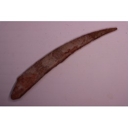 Asteracanthus ornatissimus  Cenomanian -  Kem Kem , begaa, Taouz area, MOROCCO