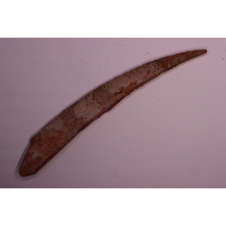 Asteracanthus ornatissimus  Cénomanien   Kem Kem , begaa prés de Taouz, MAROC