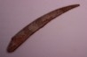 Asteracanthus ornatissimus  Cénomanien   Kem Kem , begaa prés de Taouz, MAROC