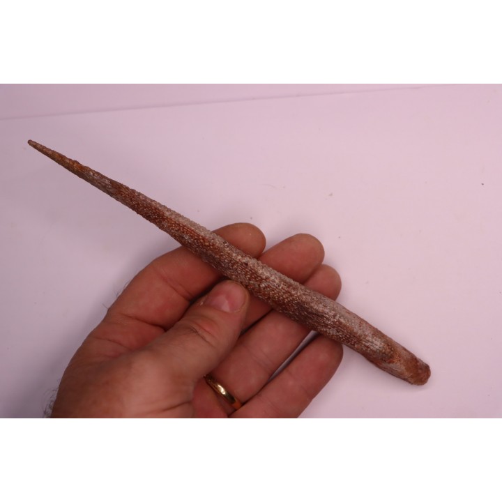 Asteracanthus ornatissimus  Cénomanien   Kem Kem , begaa prés de Taouz, MAROC