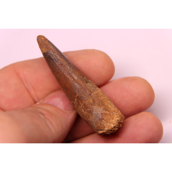 SPINOSAURUS AEGYPTIACUS