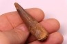 dent de dinosaure SPINOSAURUS AEGYPTIACUS