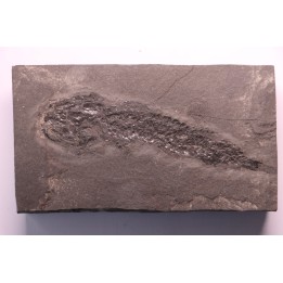 Osteolepis panderi - Middle Devonian - old red sandstone Fmt - Orkney, Scotland