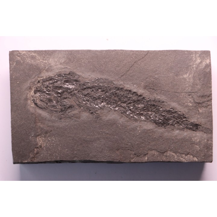 Osteolepis panderi - Middle Devonian - old red sandstone Fmt - Orkney, Scotland