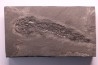 Osteolepis panderi - Dévonien moyen -"old red sandstone Fmt"-  Orkney, Scotland