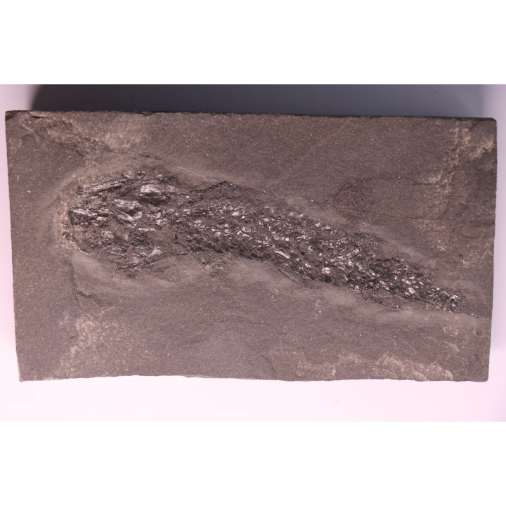 Osteolepis panderi - Dévonien moyen -"old red sandstone Fmt"-  Orkney, Scotland