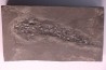 Osteolepis panderi - Middle Devonian - old red sandstone Fmt - Orkney, Scotland