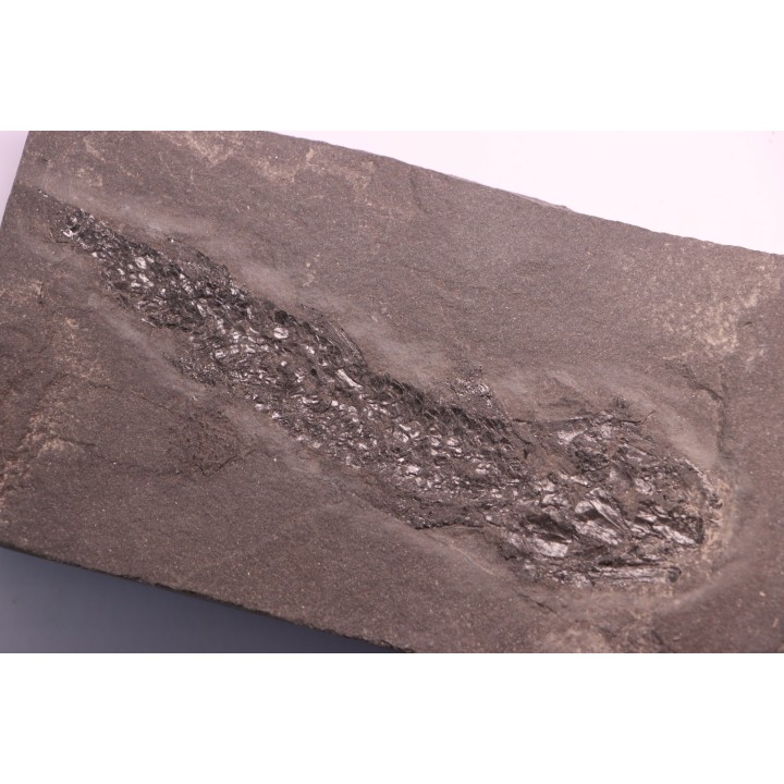 Osteolepis panderi - Middle Devonian - old red sandstone Fmt - Orkney, Scotland