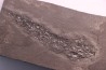 Osteolepis panderi - Middle Devonian - old red sandstone Fmt - Orkney, Scotland